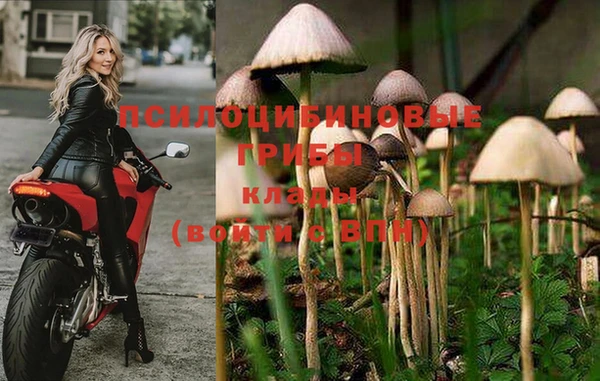 шишки Армянск